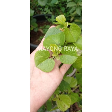 Bahan Bonsai Waru Vietnam