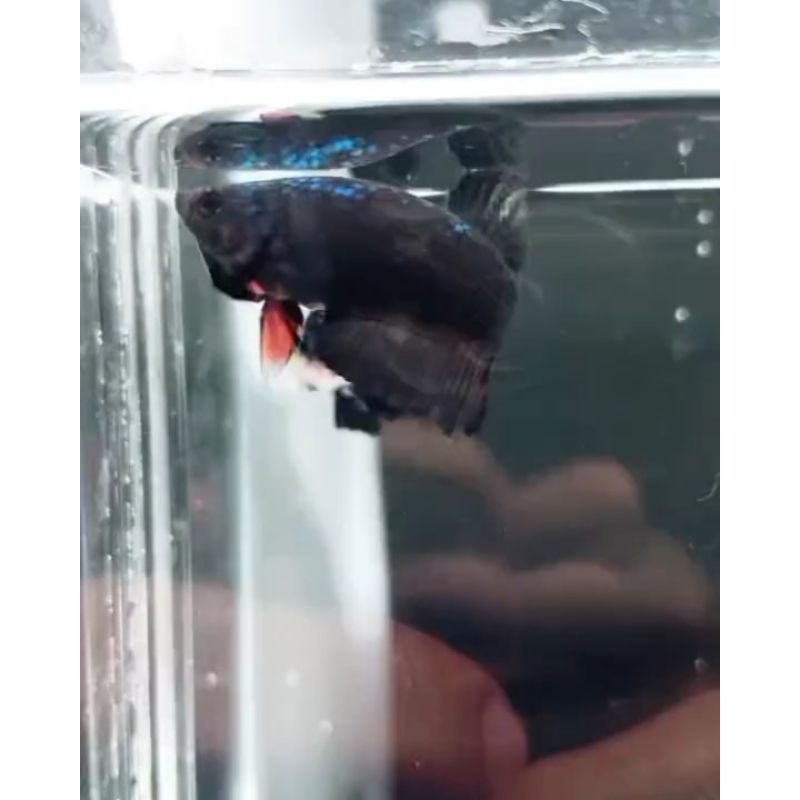 Cupang Avatar Vampire