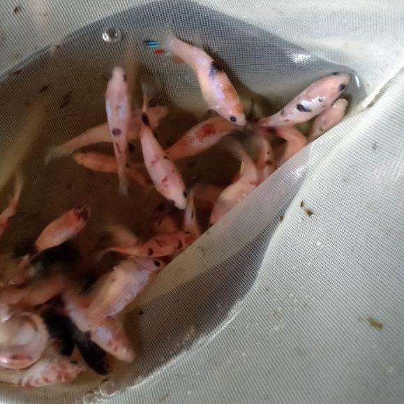 ikan hias cupang betina full telur siap kawin