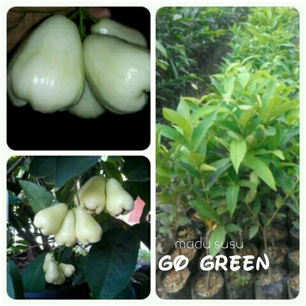 Terbaik Bibit Buah Jambu Air Madu Susu Putih An2