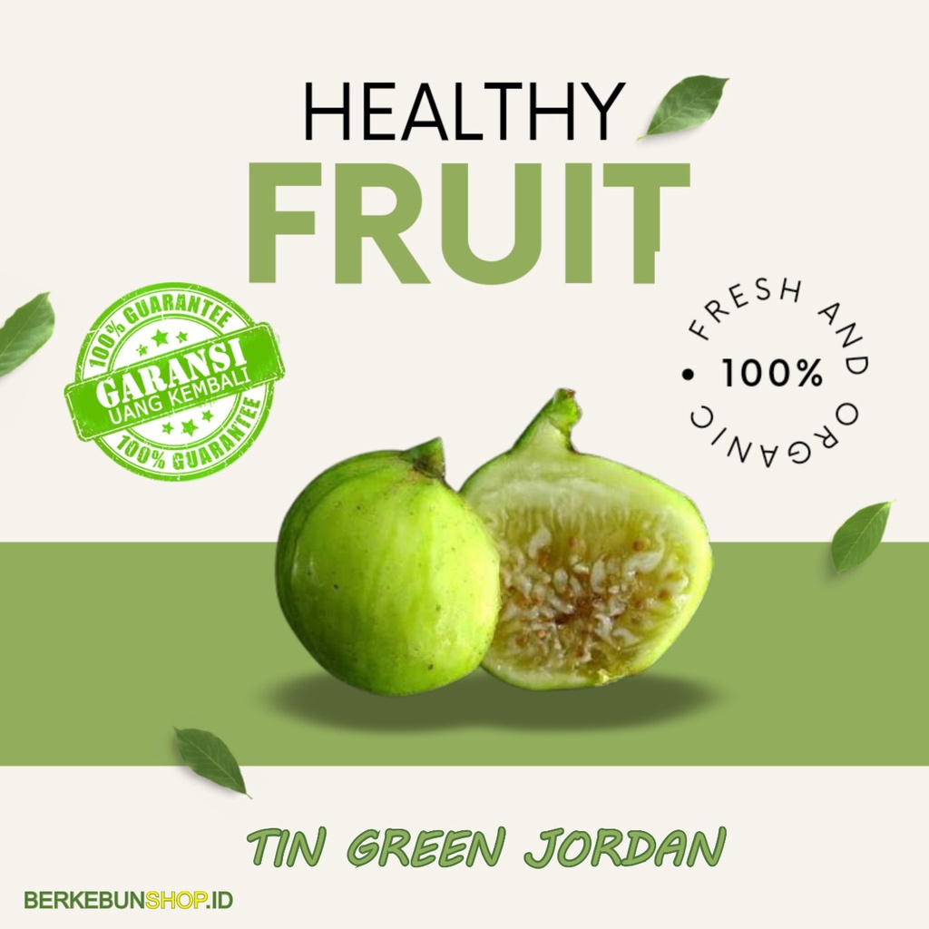 Bibit Buah Tin Green Jordan/ Tin Hijau Yordan Super Manis Super original bisa berbuah dalam pot Supe