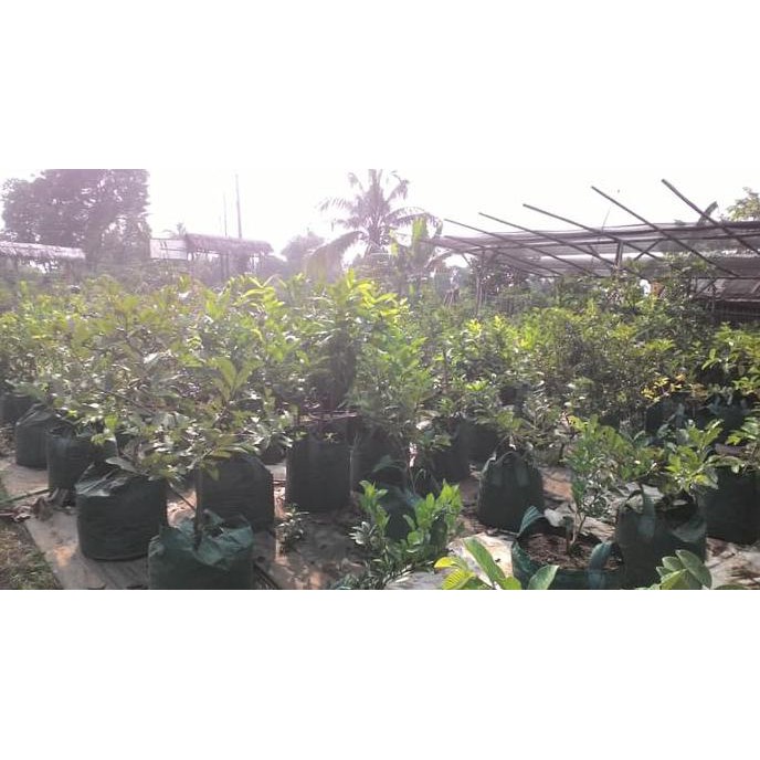 Unggul Bibit Mangga Indramayu Asli