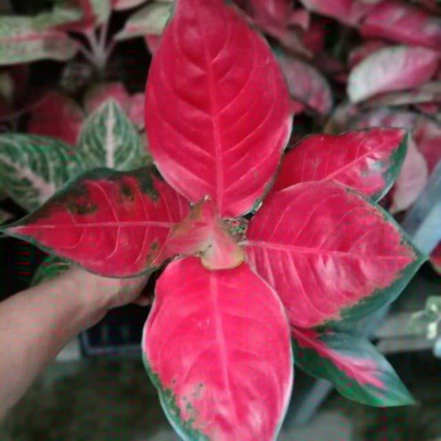 Bunga aglonema suksom jaipong