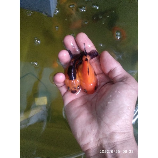 

ikan koki Oranda