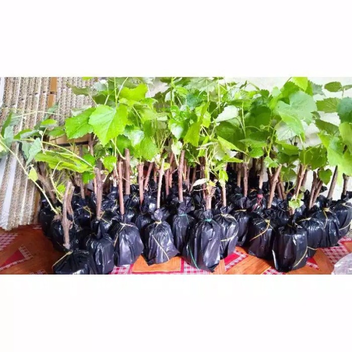 BIBIT ANGGUR CAROLINE SUPER