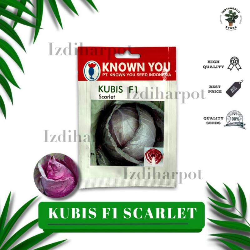 benih bibit KUBIS UNGU SCARLET F1 known you seed - KYS SCARLET F1