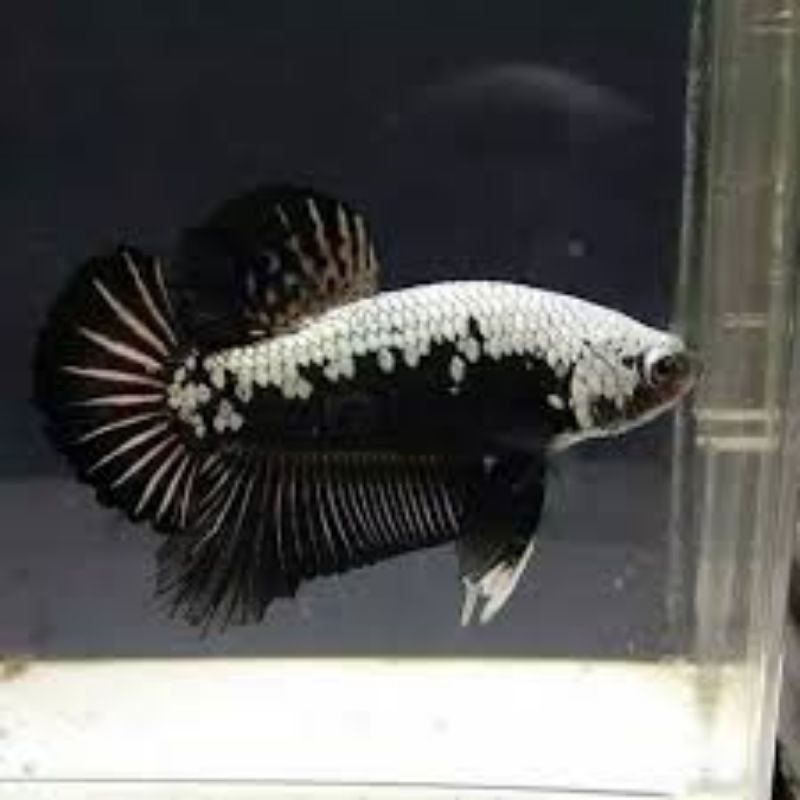 Ikan Cupang Murah Black Samurai real pict