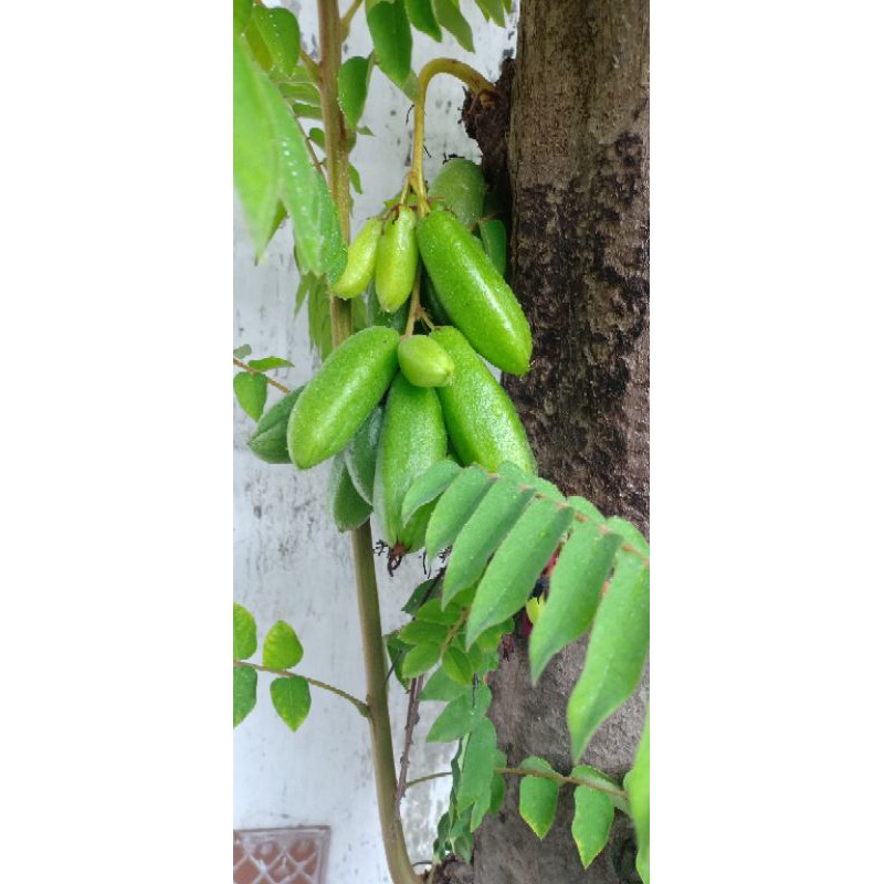

belimbing wuluh per 500gr