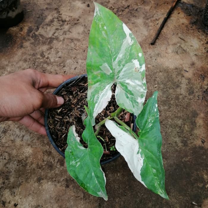 Jual tanaman hias syngonium variegata