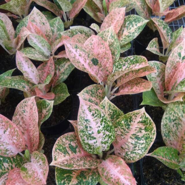 Aglaonema stardust orange lokal Shopee Indonesia Aglaonema stardust orange lokal Shopee Indonesia