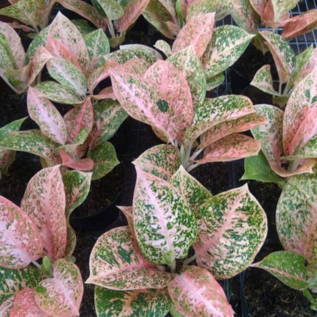  Aglaonema  stardust orange  lokal Shopee Indonesia