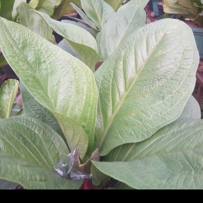 Tanaman Hias Pot Anthurium Supernova