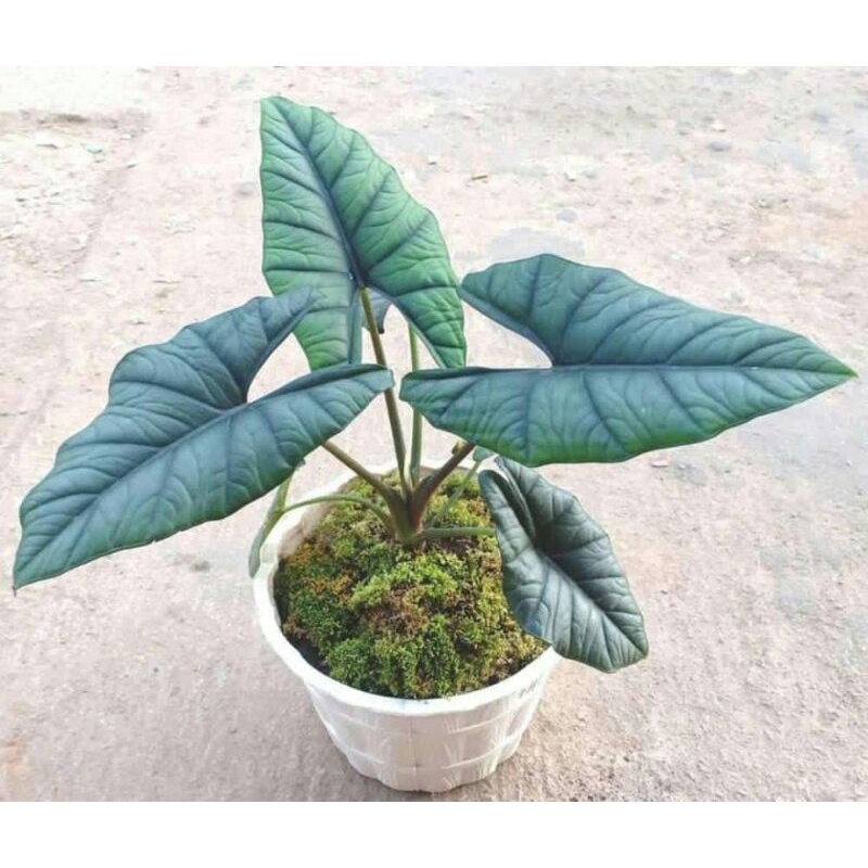 alocasia Bisma