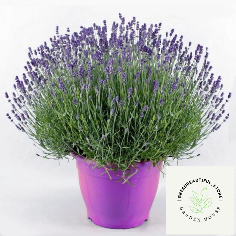 Tanaman hias hidup lavender purple pengusir nyamuk - tanaman aromaterapi - tanaman hidup lavender ar