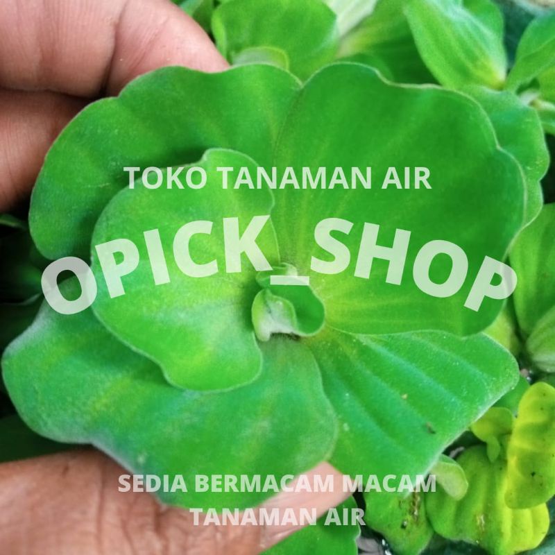 Apu Apu Mawar Tanaman Air