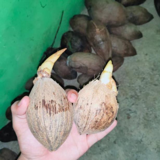 [READY STOCK] Bahan bonsai kelapa kelapa minion gading oren - kelapa gading oren dan kuning