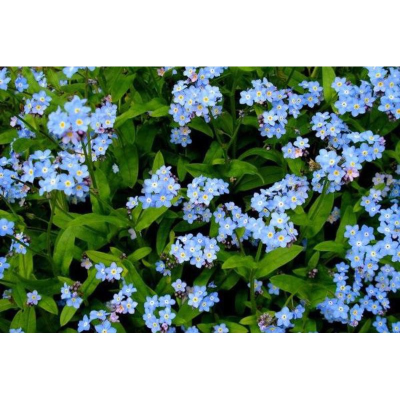 forget me not