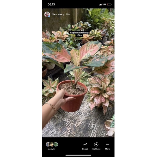 aglonema kochin eboni