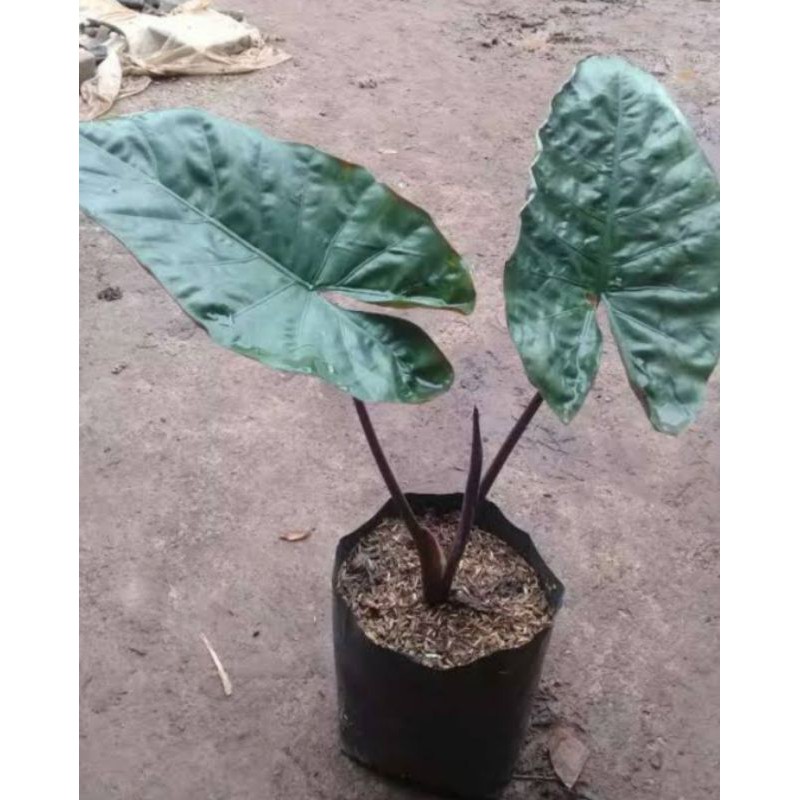 tanaman hias sente ulung /sente hitam sente ireng