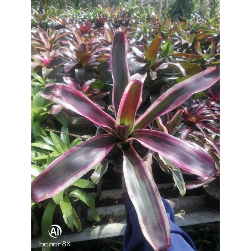 

Bromelia 3 Colour Garis Putih