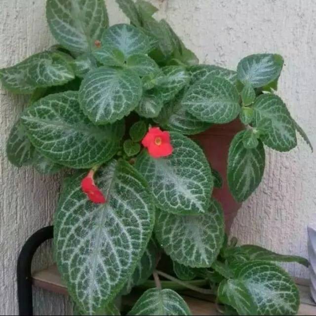 Tanaman hias gantung episcia hijau