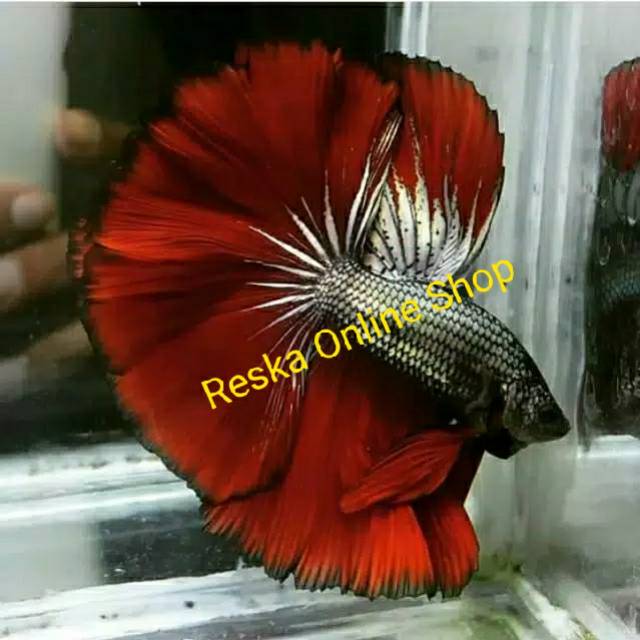 Ikan Cupang Halfmoon Rosetaile Paket 3 Ekor Shopee Indonesia