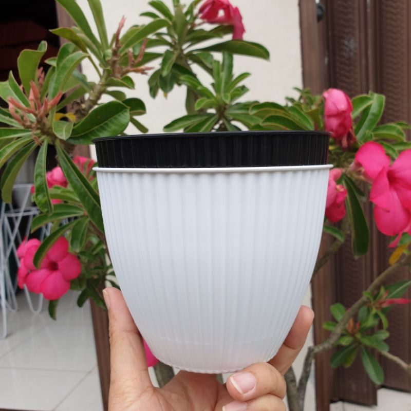 POT KERANG ukuran 15 (13cm) pot bunga pot tanaman cantik murah grosir