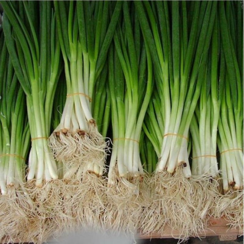 

Daun bawang kecil perikat sayurmakassar online