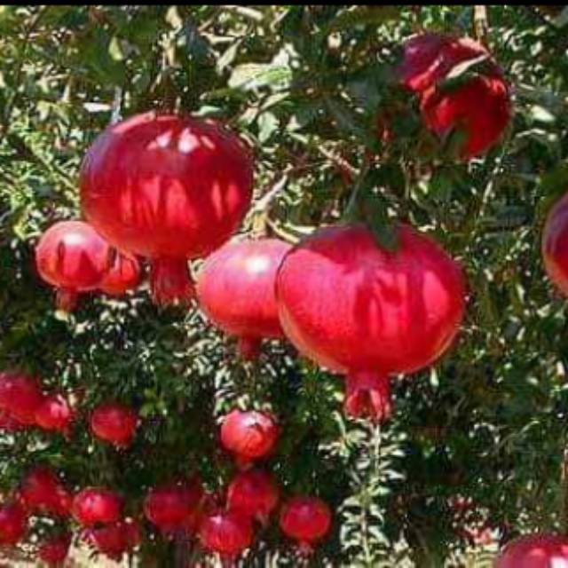 Bibit Buah Delima Import