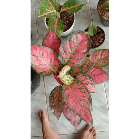 dud anjamani//tanaman hias aglonema dud anjamani