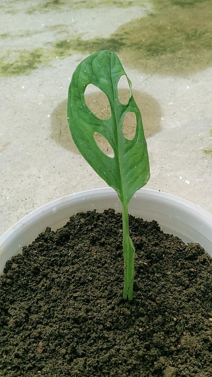 Pohon Janda Bolong Monstera Adansoni Accuminata Monstera Adansonii Acuminata