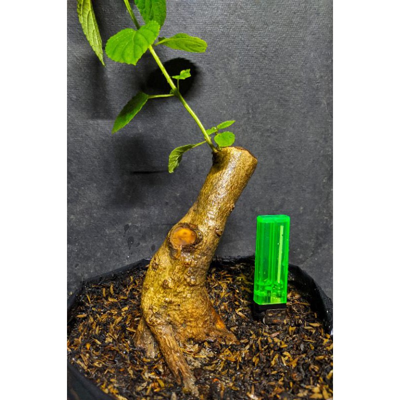 bahan bonsai lantana bunga orang bonggol karakter realpic