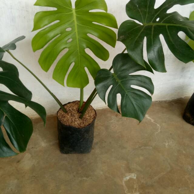 Tanaman Hias Philodendron Monstera Giant Shopee Indonesia