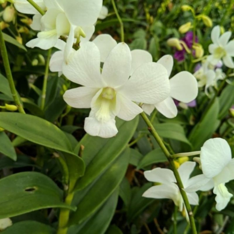 Pohon Anggrek Dendrobium Bunga Putih Polos Tanaman Hias Pohon Bunga Anggrek Hidup