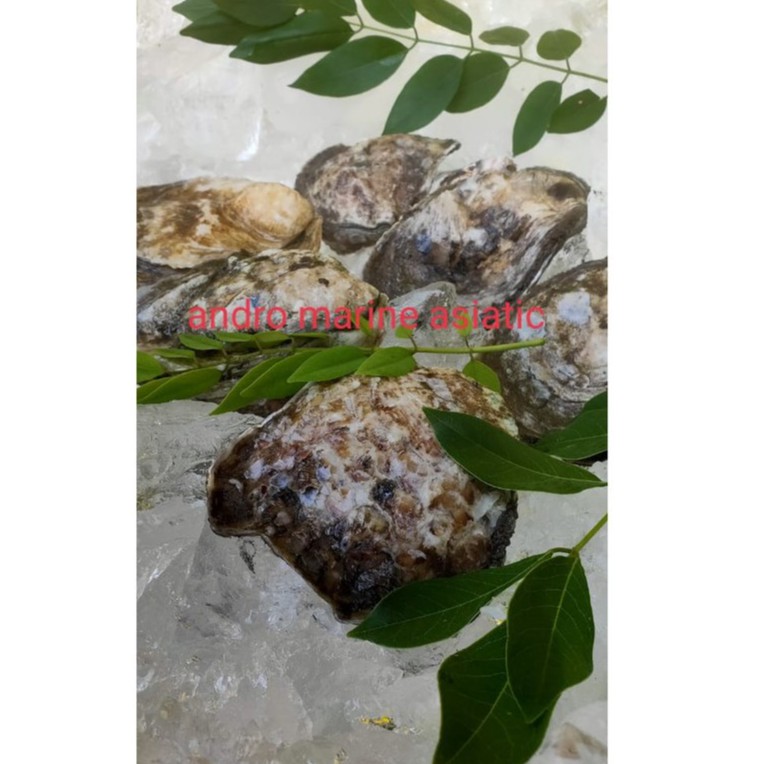 

Kerang Tiram (0yster) kondisi hidup @1000gram