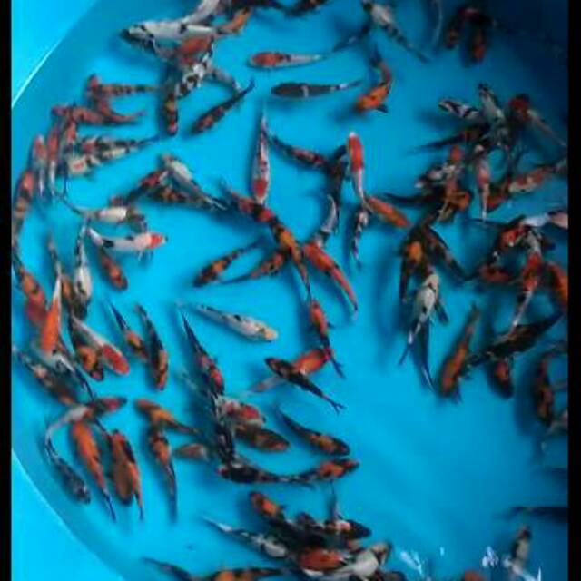 Ikan koi blitar 15cm up
