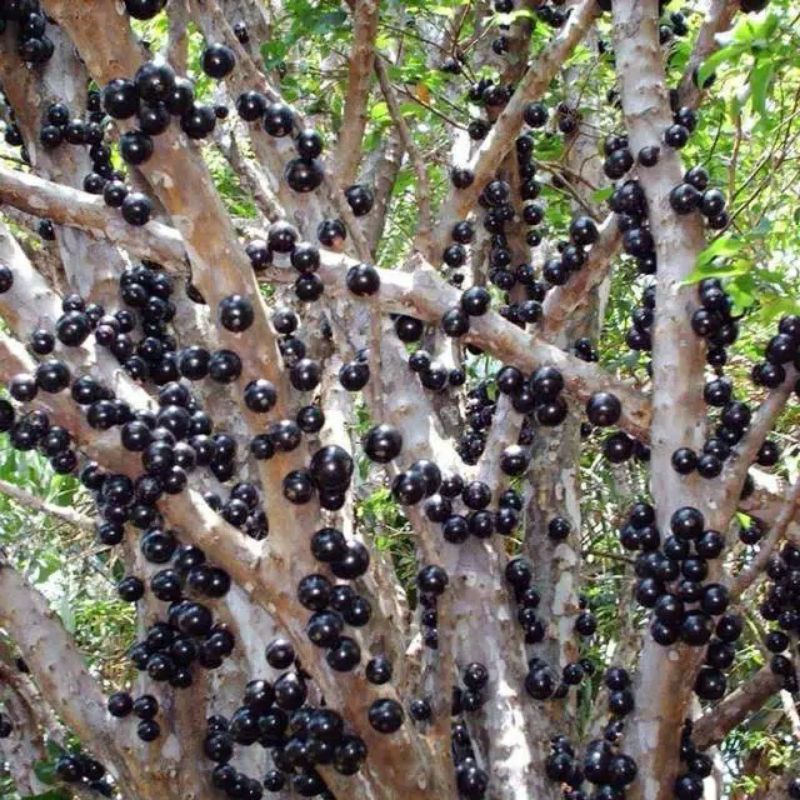 Bibit Anggur Brazil - Tanaman Buah Anggur Hitam Kupa Landak Jaboticaba-3