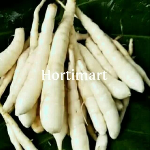

Ubi Garut fresh 1kg