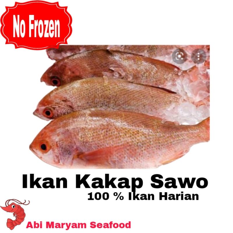 

Ikan kakap Sawo Fresh BErhkualitas 1kg