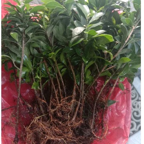 (BISA COD) BIBIT BONSAI FICUS ELEGAN