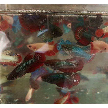 Ikan cupang halfmoon betina