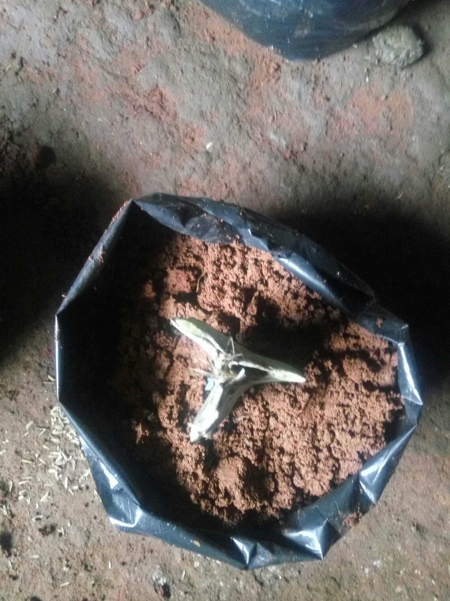 K0i Tanaman Bibit Buah Naga Orange