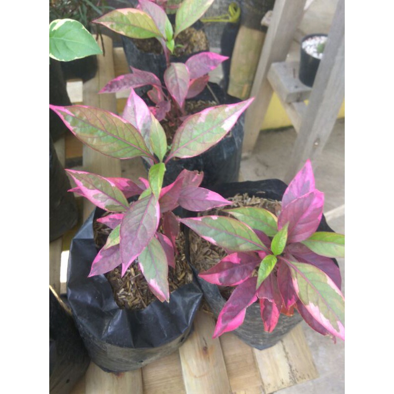 

Daun ungu
