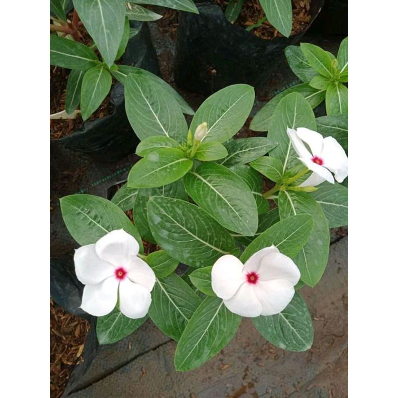 Vinca gantung Putih