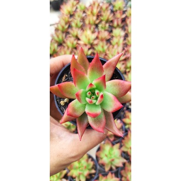 Agavoides dipstik