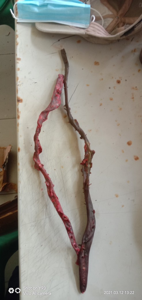 Bahan Akar Bahar Merah (24-29) Cm