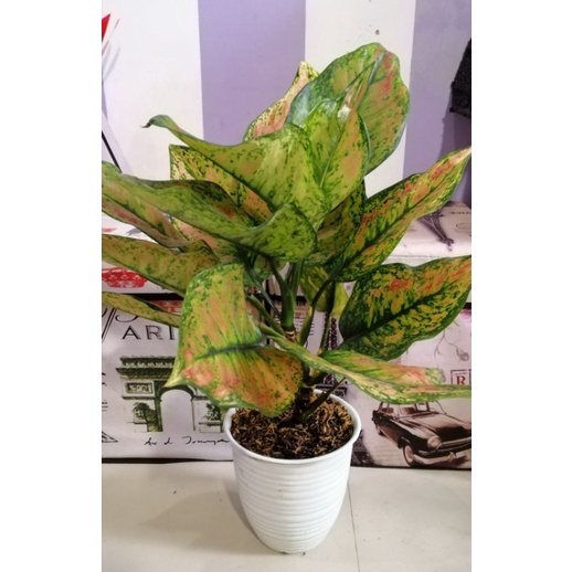 Aglaonema red hengheng jumbo