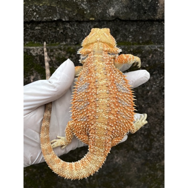 boneka BD male hypo het trans