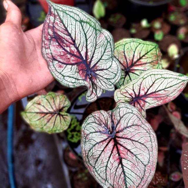 Jawara Caladium Keladi Kaladi Caladium Import Thailand Talas Lompong Tanaman Hias Bunga Shopee Indonesia