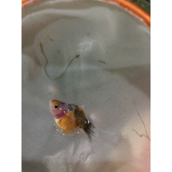 ikan koki mutiara /ikan hias /ikan mas koki